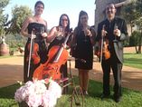 Violinista en Barcelona - Musica Bodas y Eventos foto 1