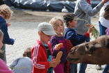 Cumpleaños Con Camellos. foto 2