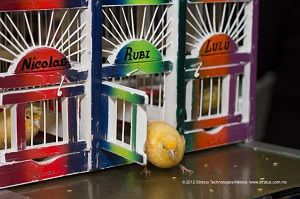 pajarito de la suerte para fie 1