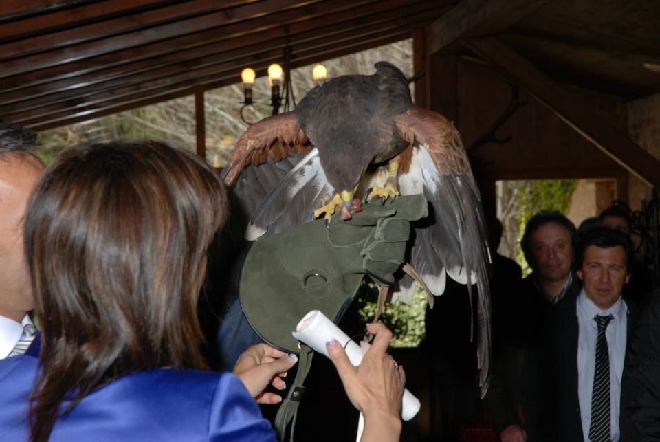 aves rapaces en bodas 2