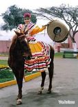 Mariachis-Mariachis Peruanos foto 1