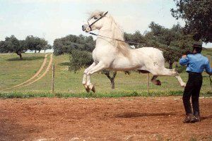 así baila el caballo español 0